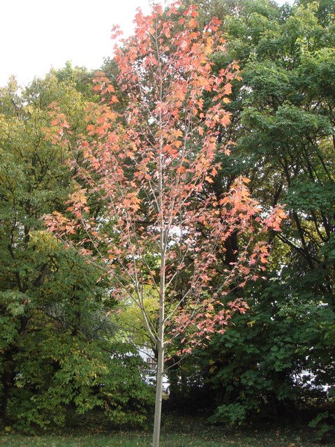 Acer x freemanii 'Autumn Blaze' automne